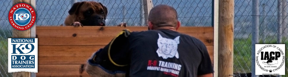 dog-services-training
