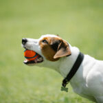 dog-news-img