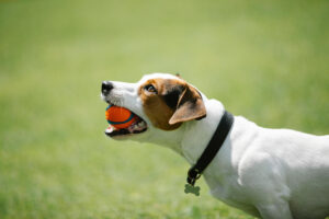 dog-news-img
